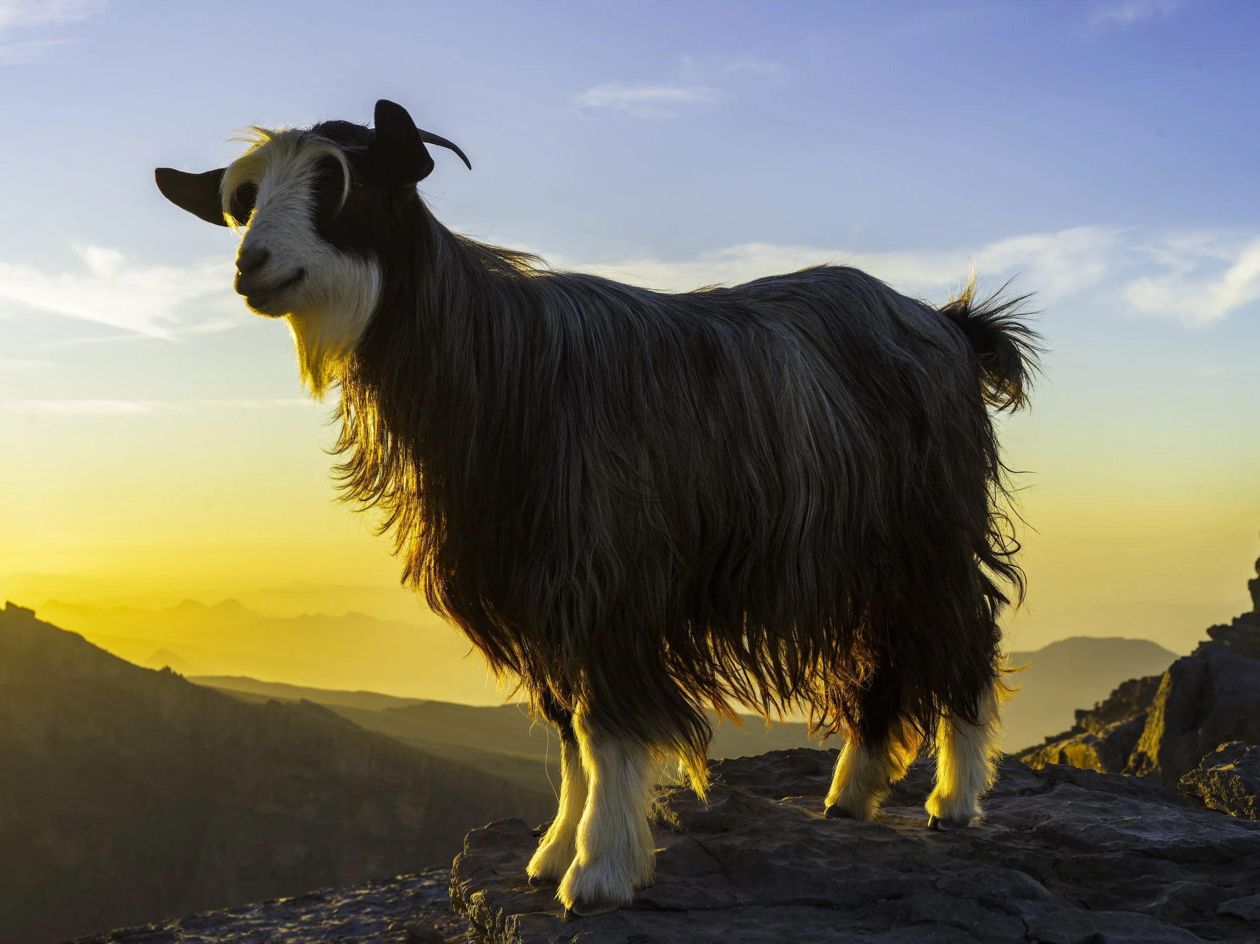 Goat at Sunrise.jpg