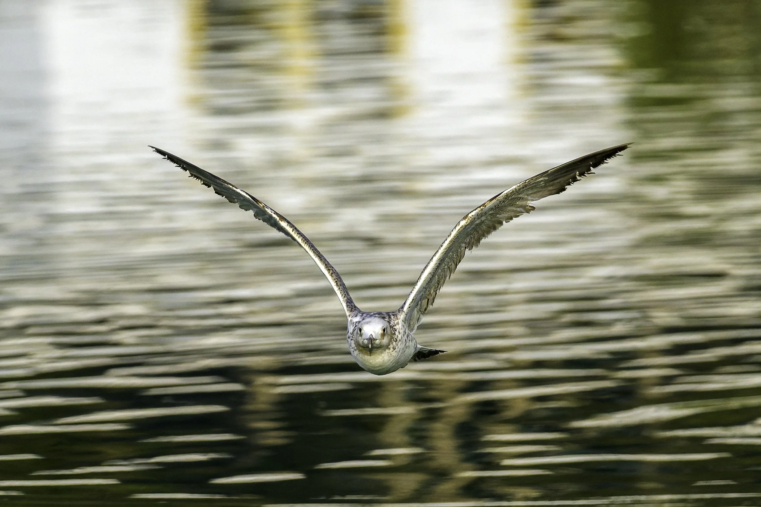 Flying Seagull.jpg