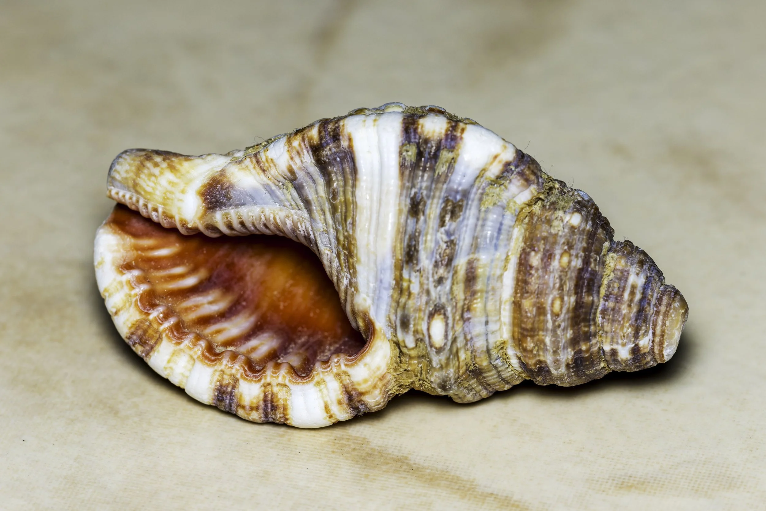 Triton's Trumpet shell.jpg