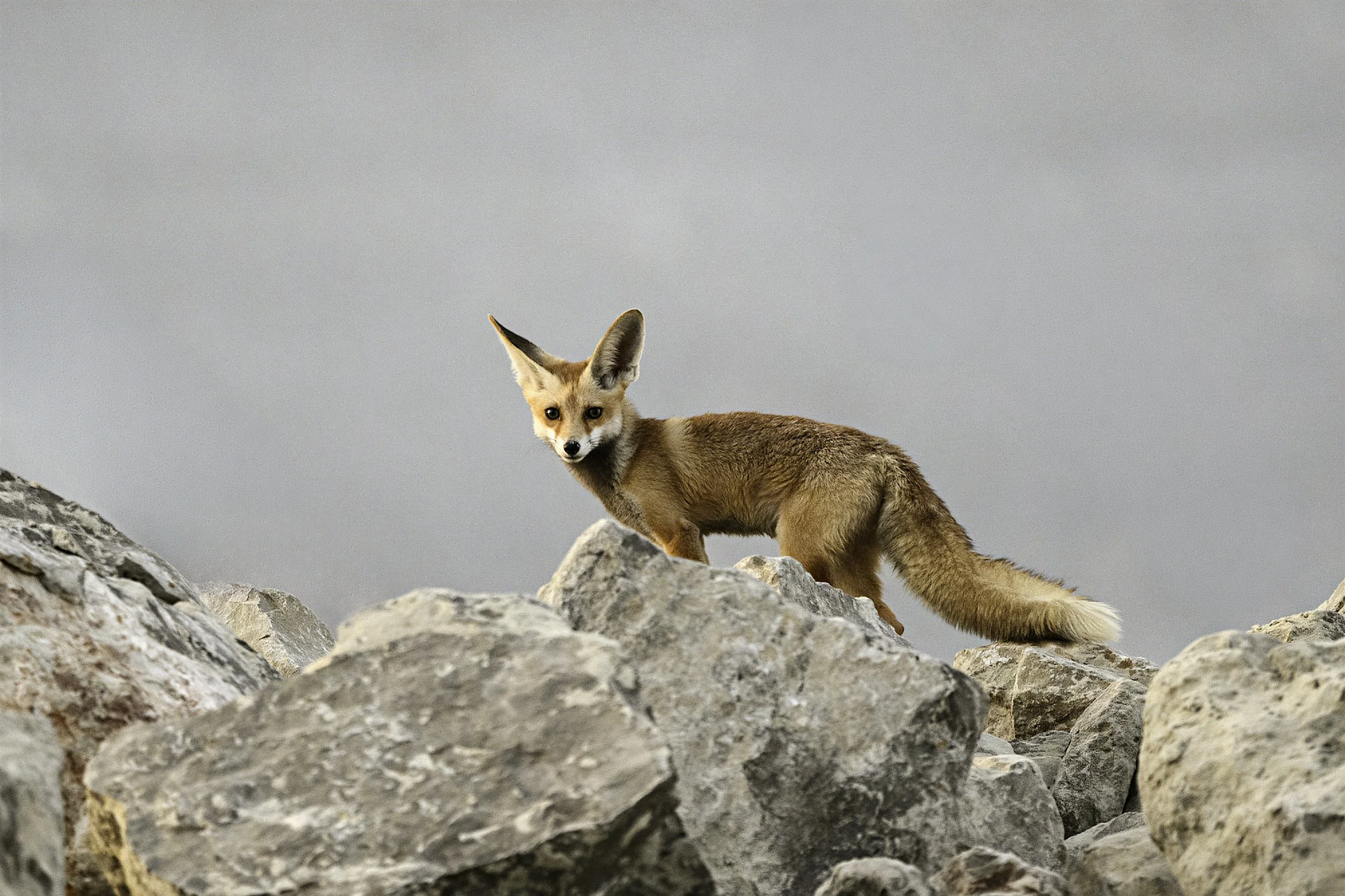 Redfox.jpg
