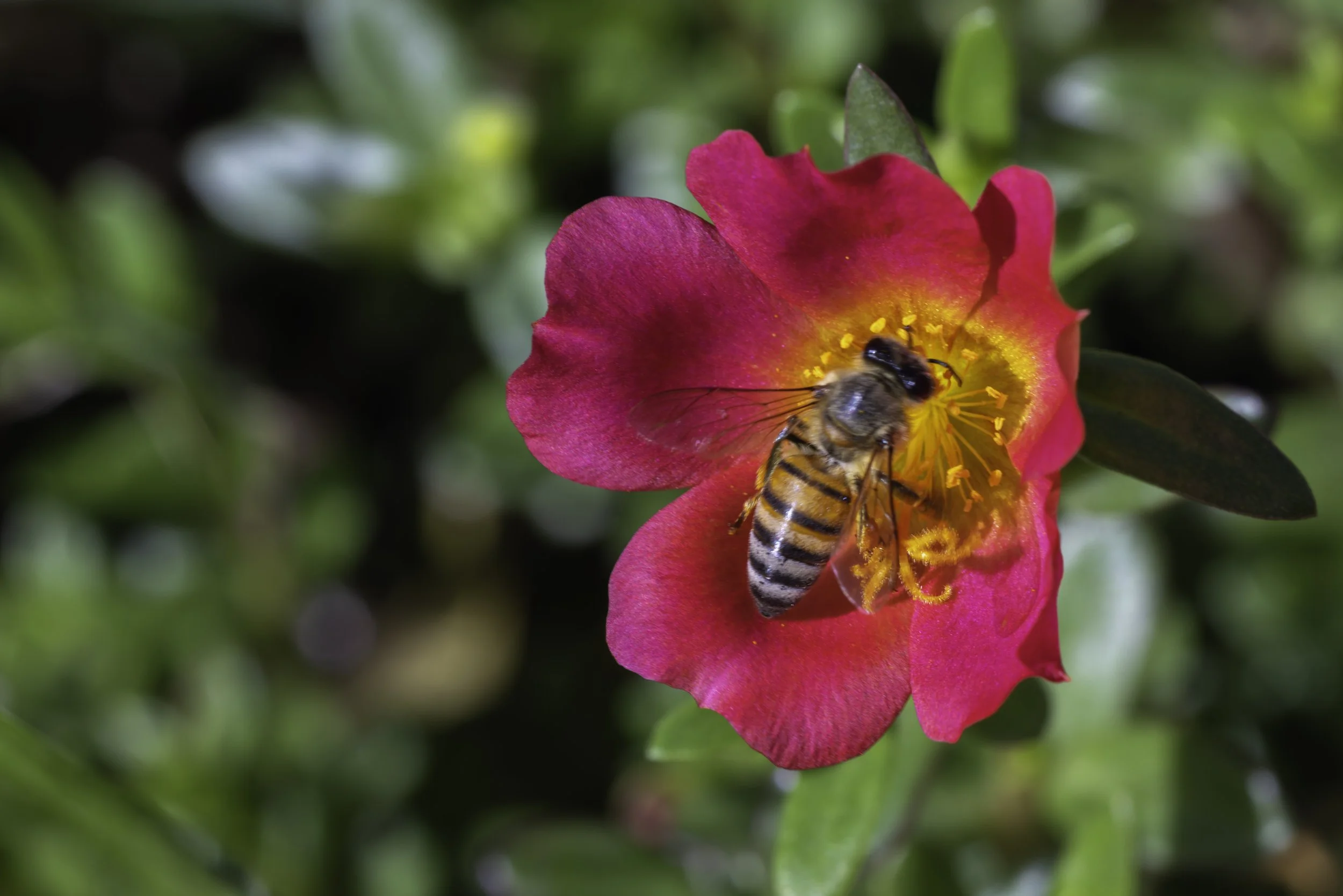 Bee on flower.jpg