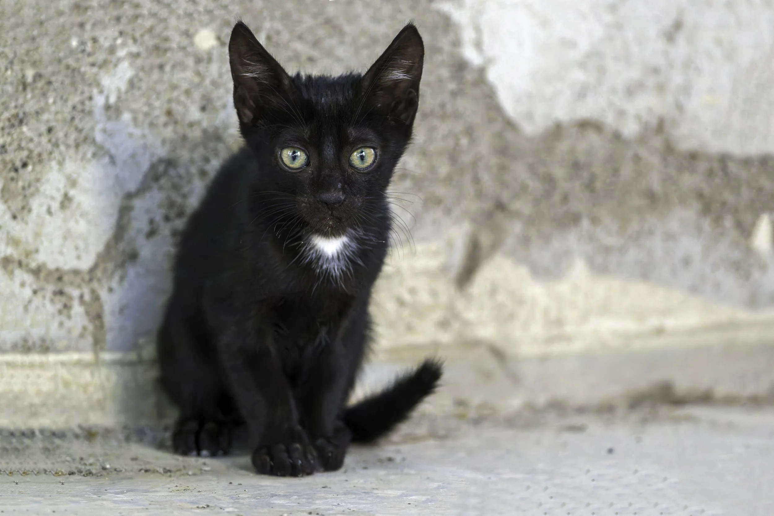 Local Kitten.jpg