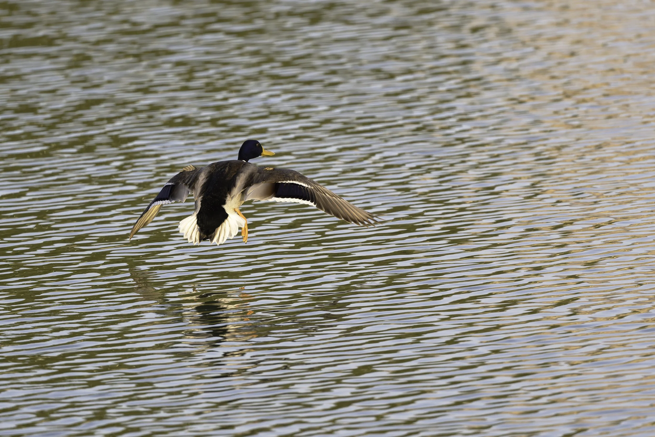 Mallard Duck flying.jpg