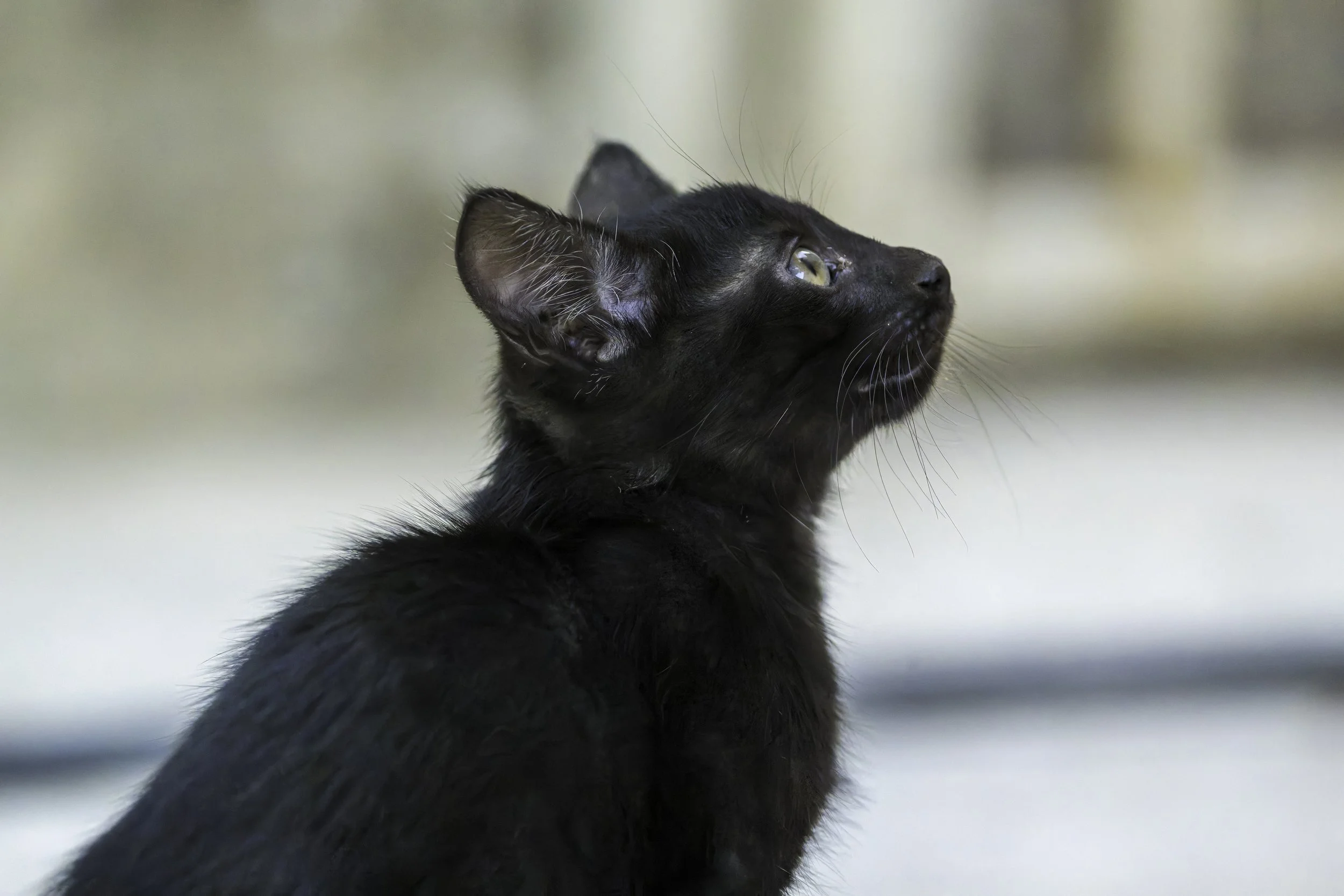 Kitten Curiosity.jpg