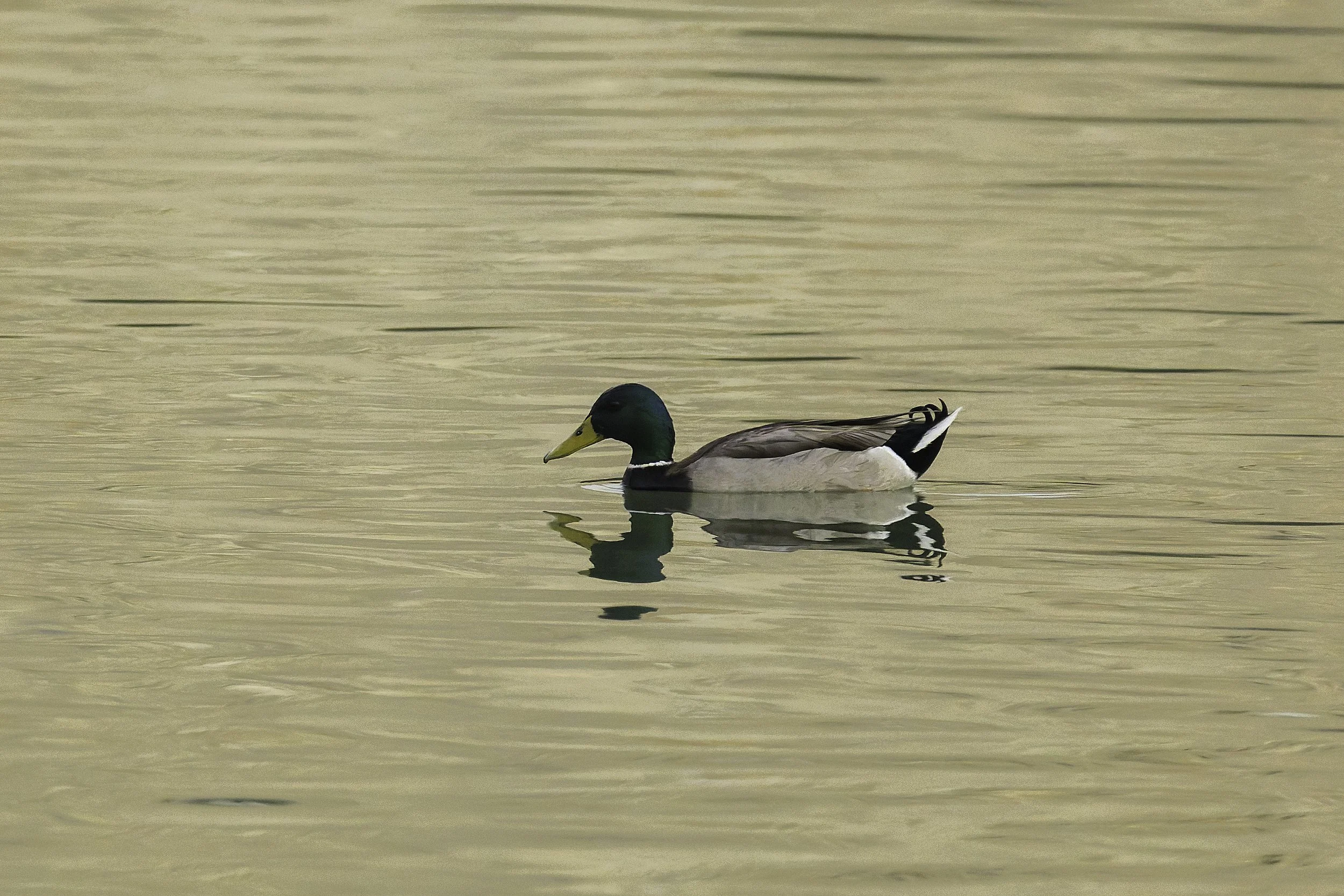 Mallard Duck.jpg