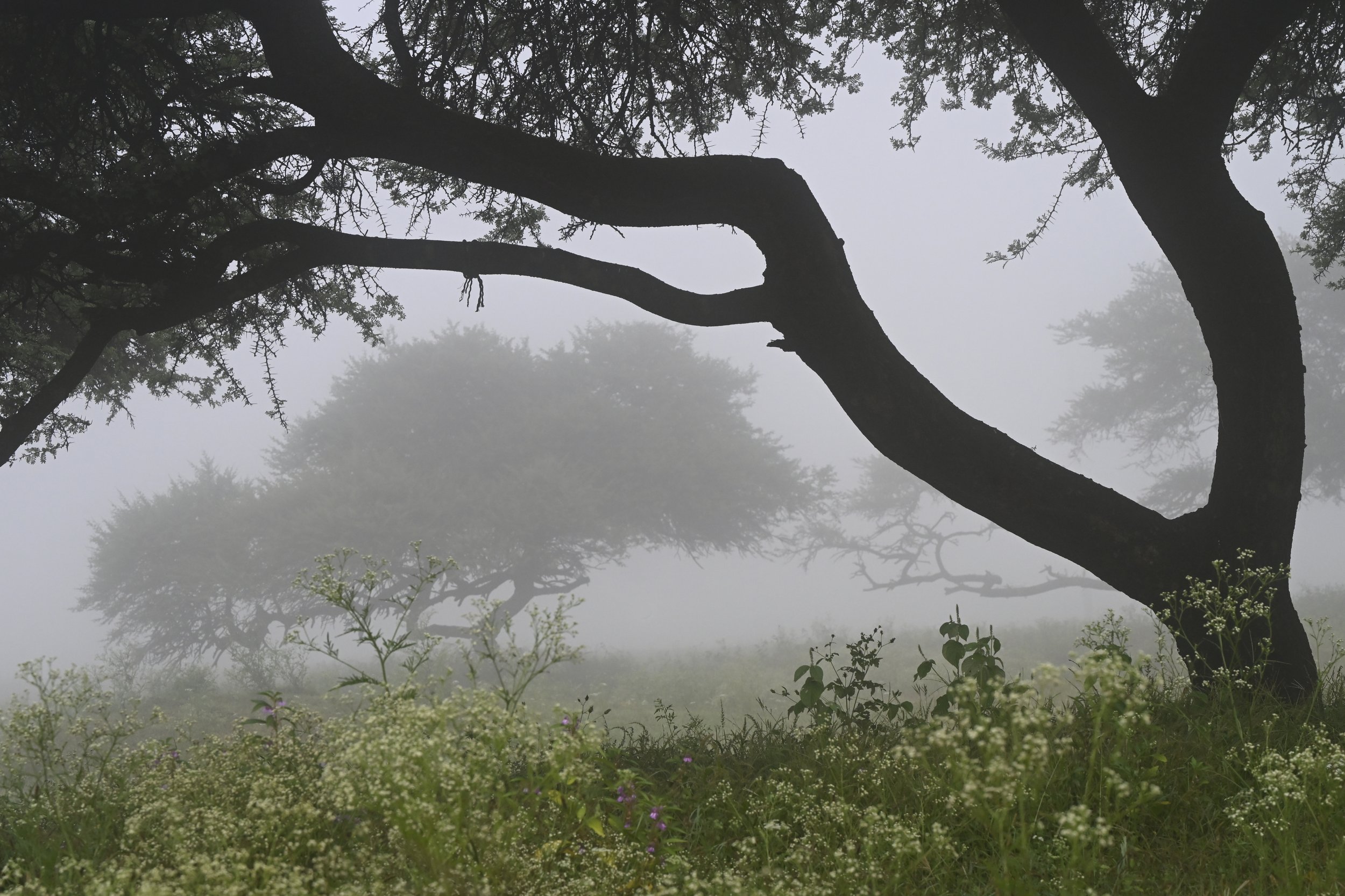 Misty Season
