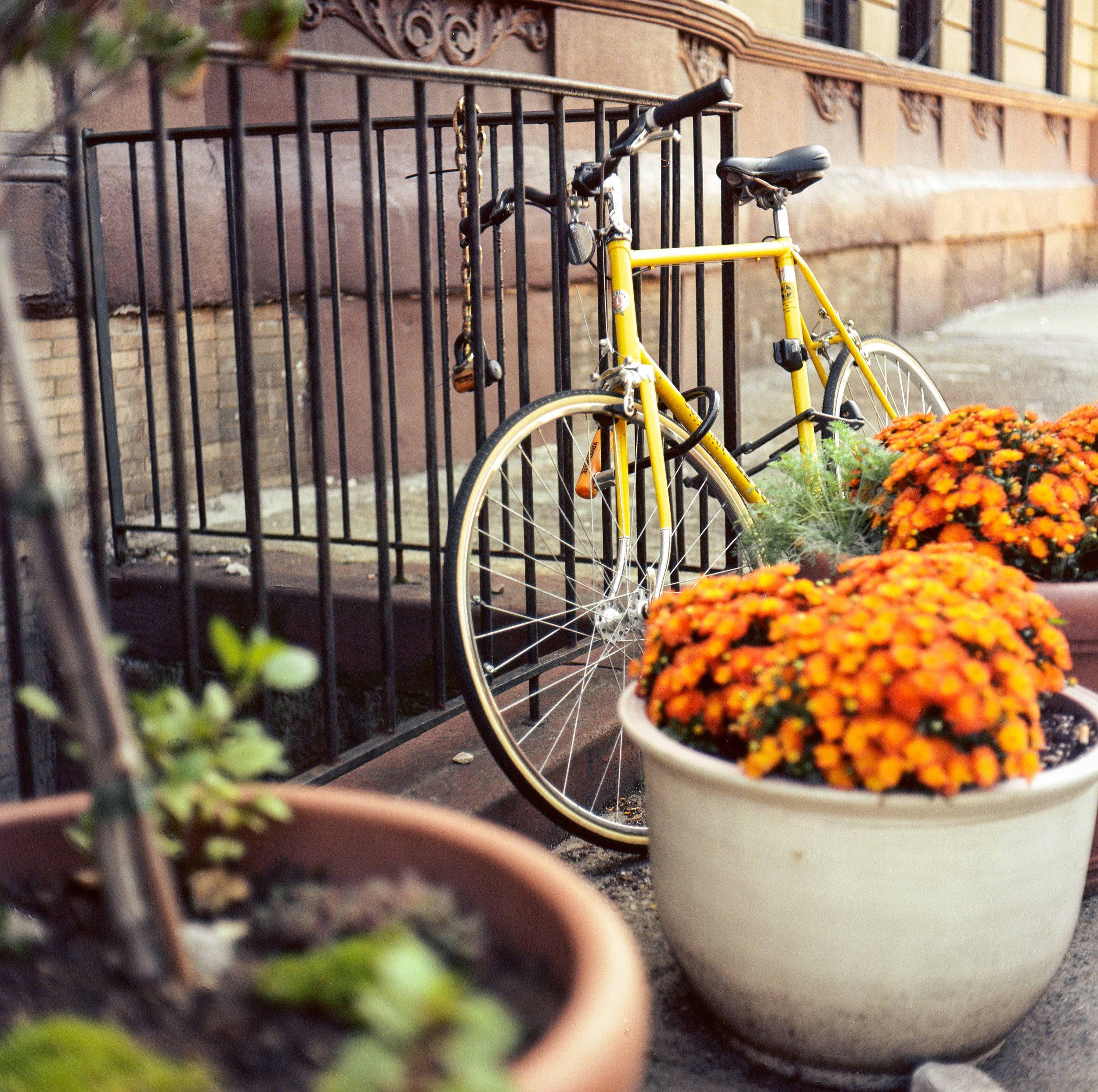 Brooklyn_NYC Sept 21, 2023_Ektar 100-9.jpg