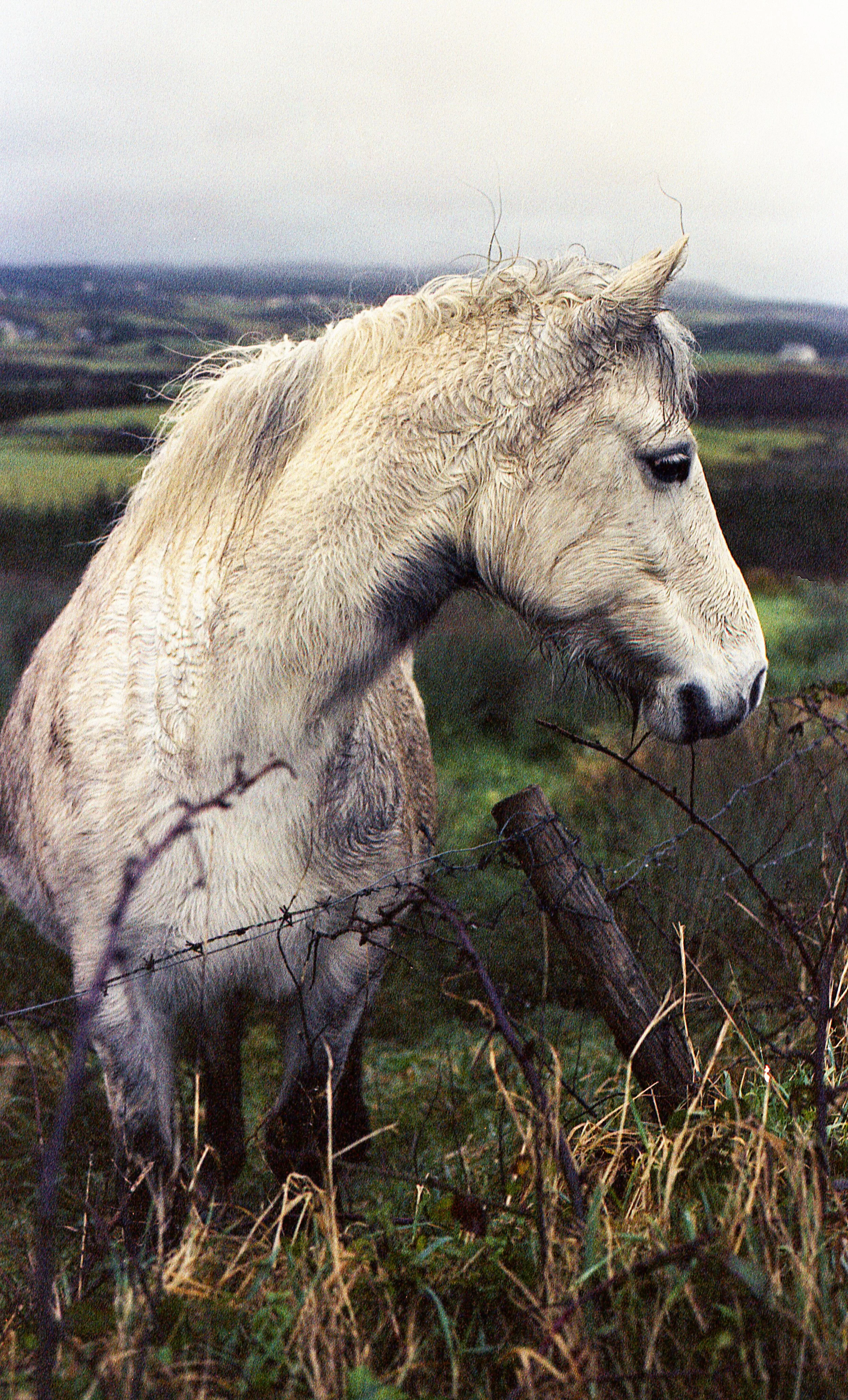 Candida 200_Cliffs of Moher_Dec 16, 2023-14.jpg