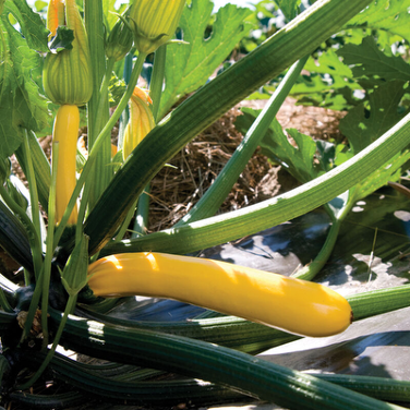 Yellow Zucchini Plant - Pre-Order