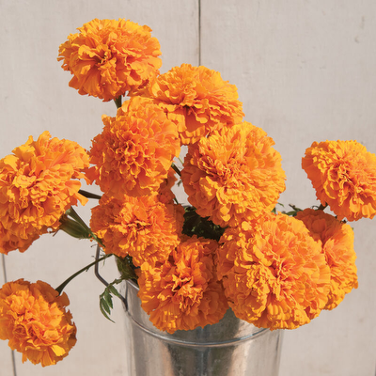 Giant Orange Marigold Plant - Pre-Order