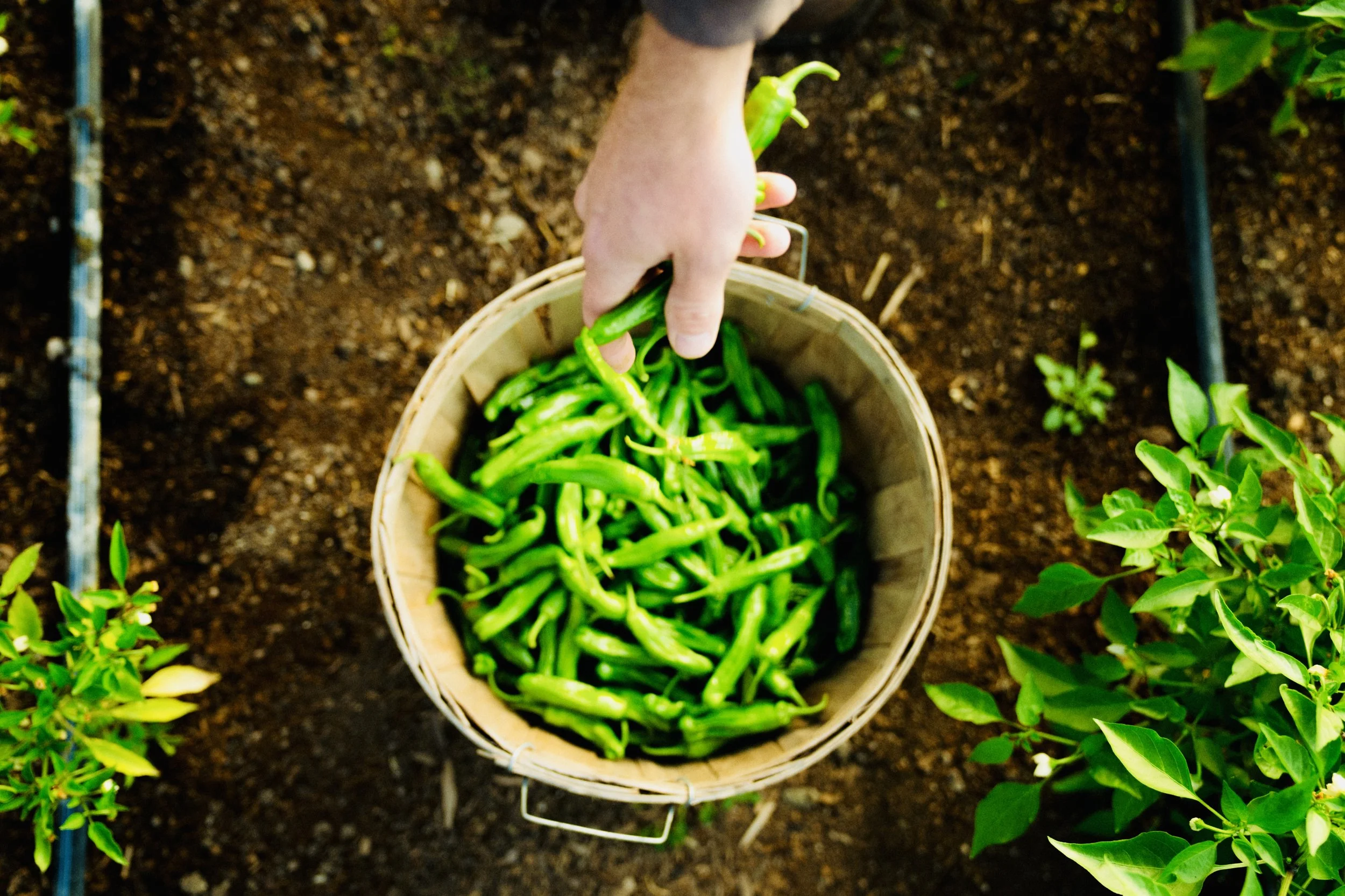 Shishito Pepper Plant - Pre-Order