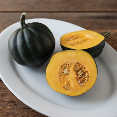 Acorn Squash Plant - Pre-Order