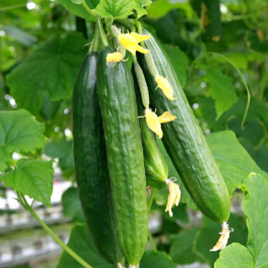 Persian Cucumber Plant - Pre-Order