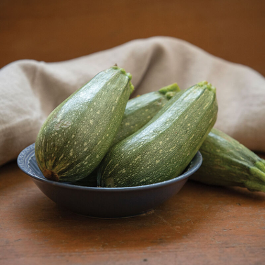Mexican Grey Zucchini Plant - Pre-Order