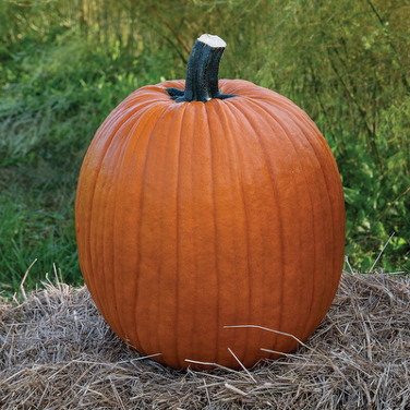 Jack O' Lantern Pumpkin Plant - Pre-Order