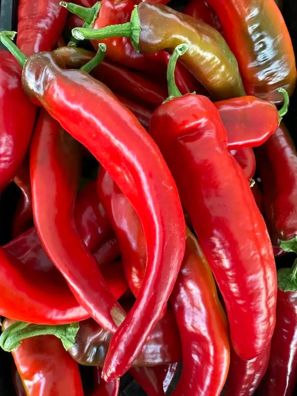 Chimayo Chile Pepper Plant - Pre-Order