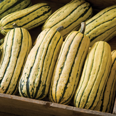 Delicata Squash Plant - Pre-Order