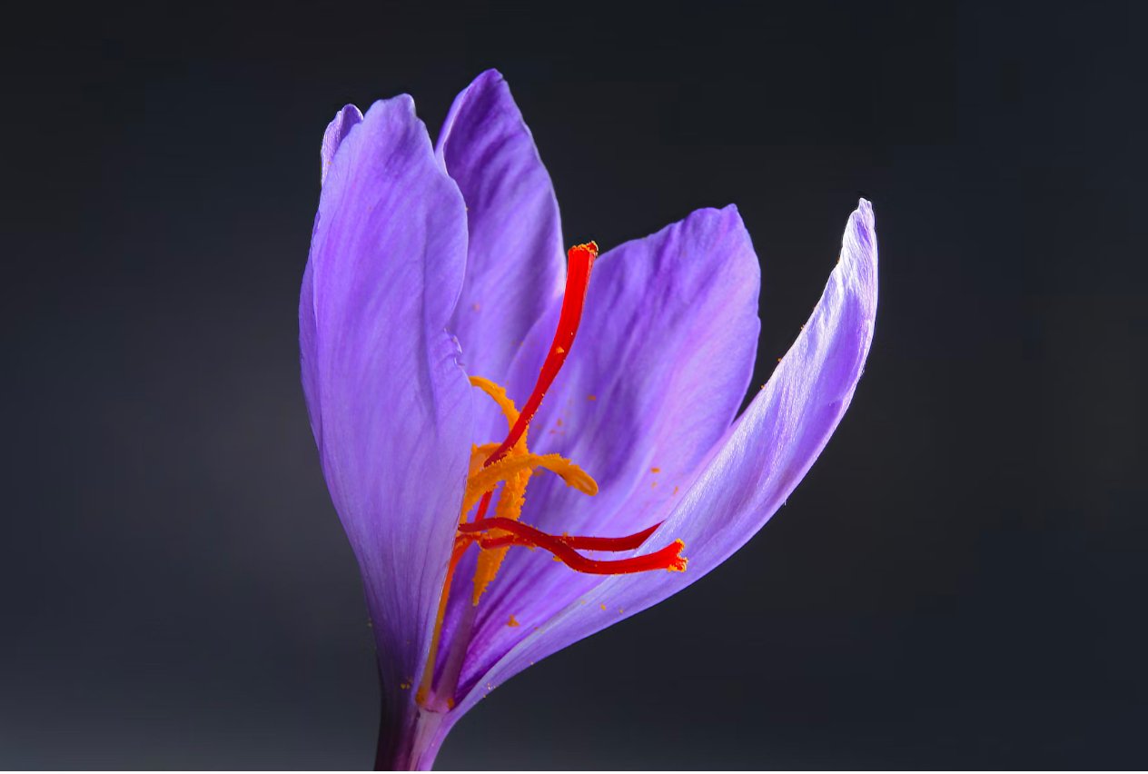 SAFFRON FLOWER