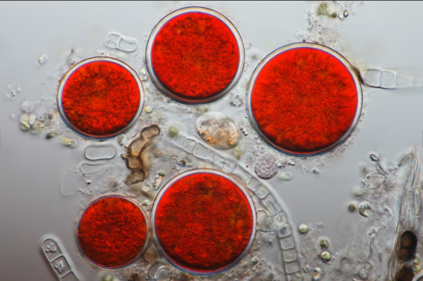 ASTAXANTHIN MOLECULAR IMAGE
POWERFUL ANTIOXIDANT