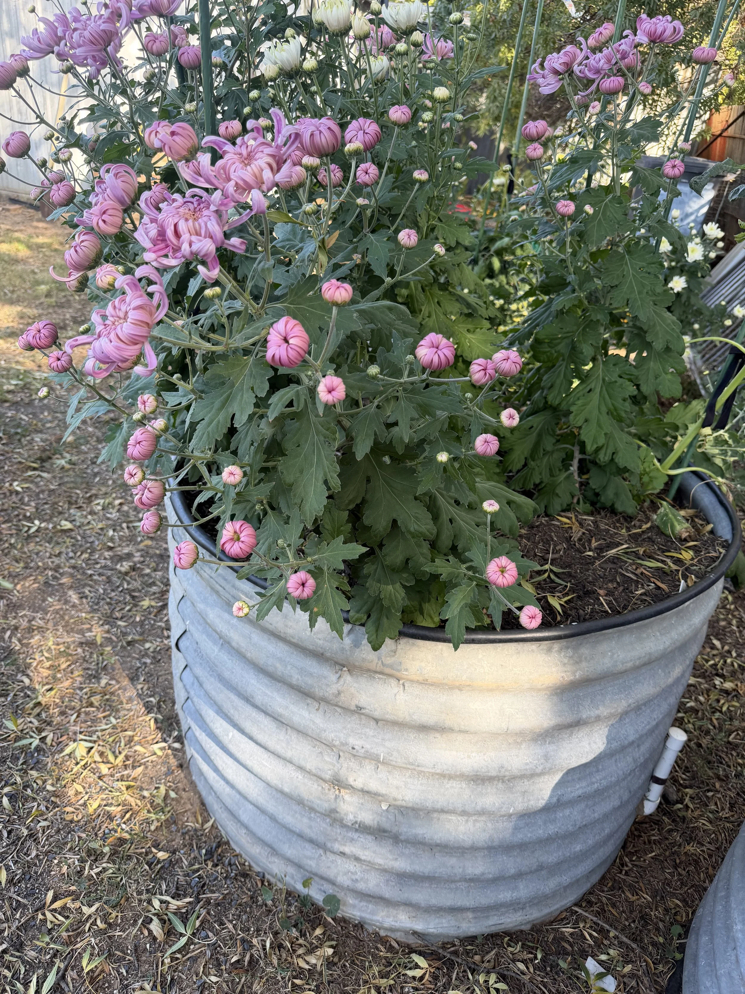 IMG_0766.jpeg