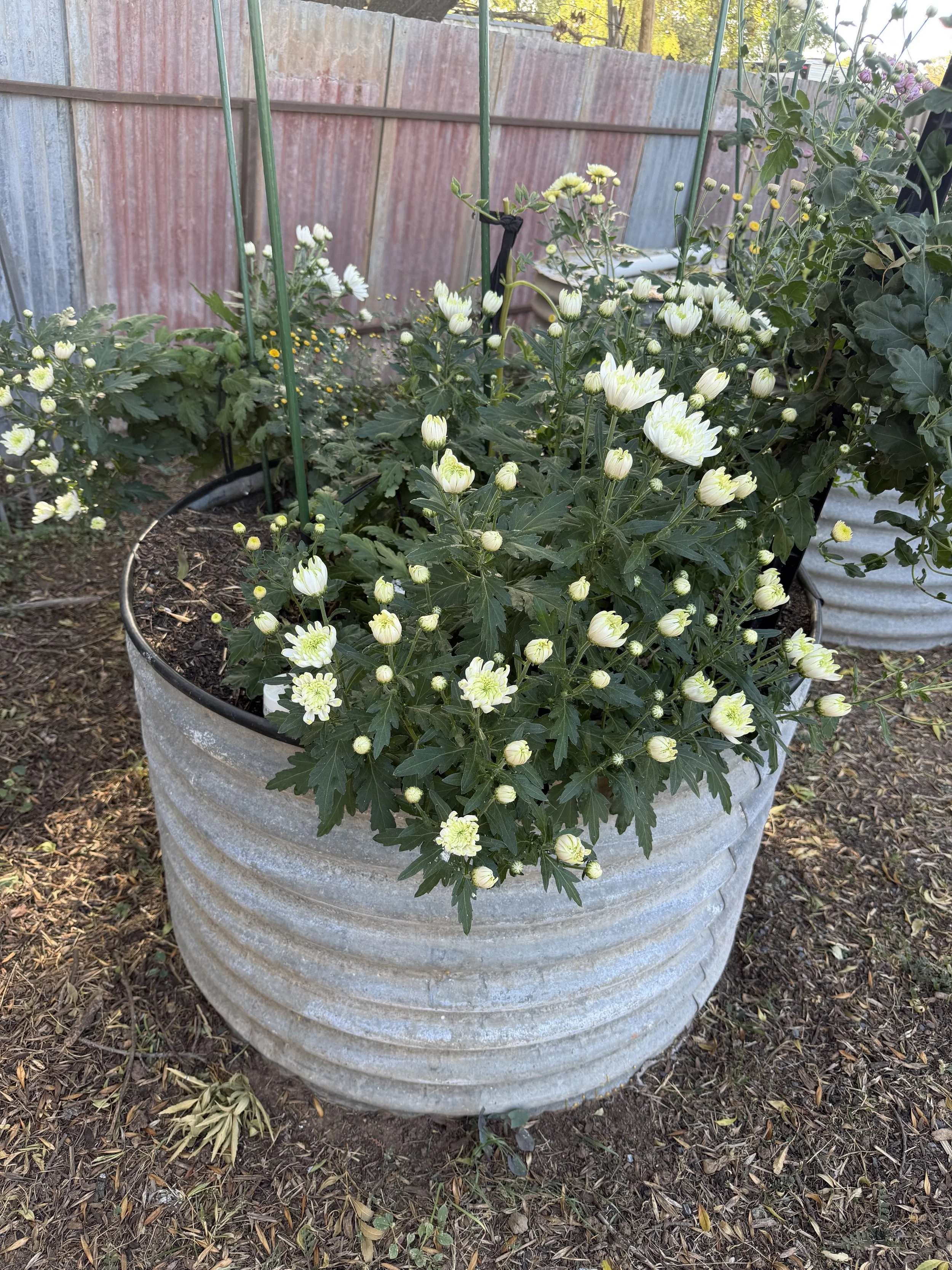 IMG_0763.jpeg