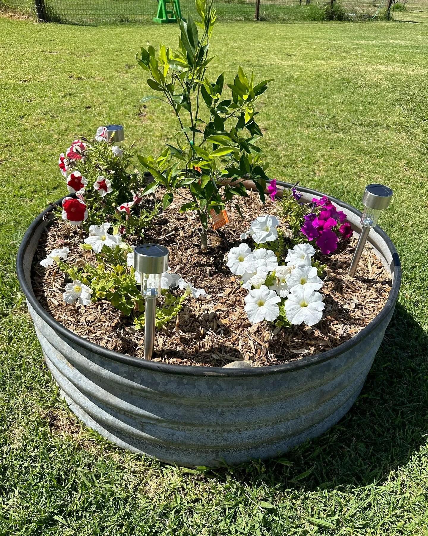 A large circular metal planter filled with mulch, flowers, and a young tree, located in a grassy yard with solar-powered outdoor lights. The flowers include white, red, and purple petunias, and the tree appears to be a small lemon or lime tree.