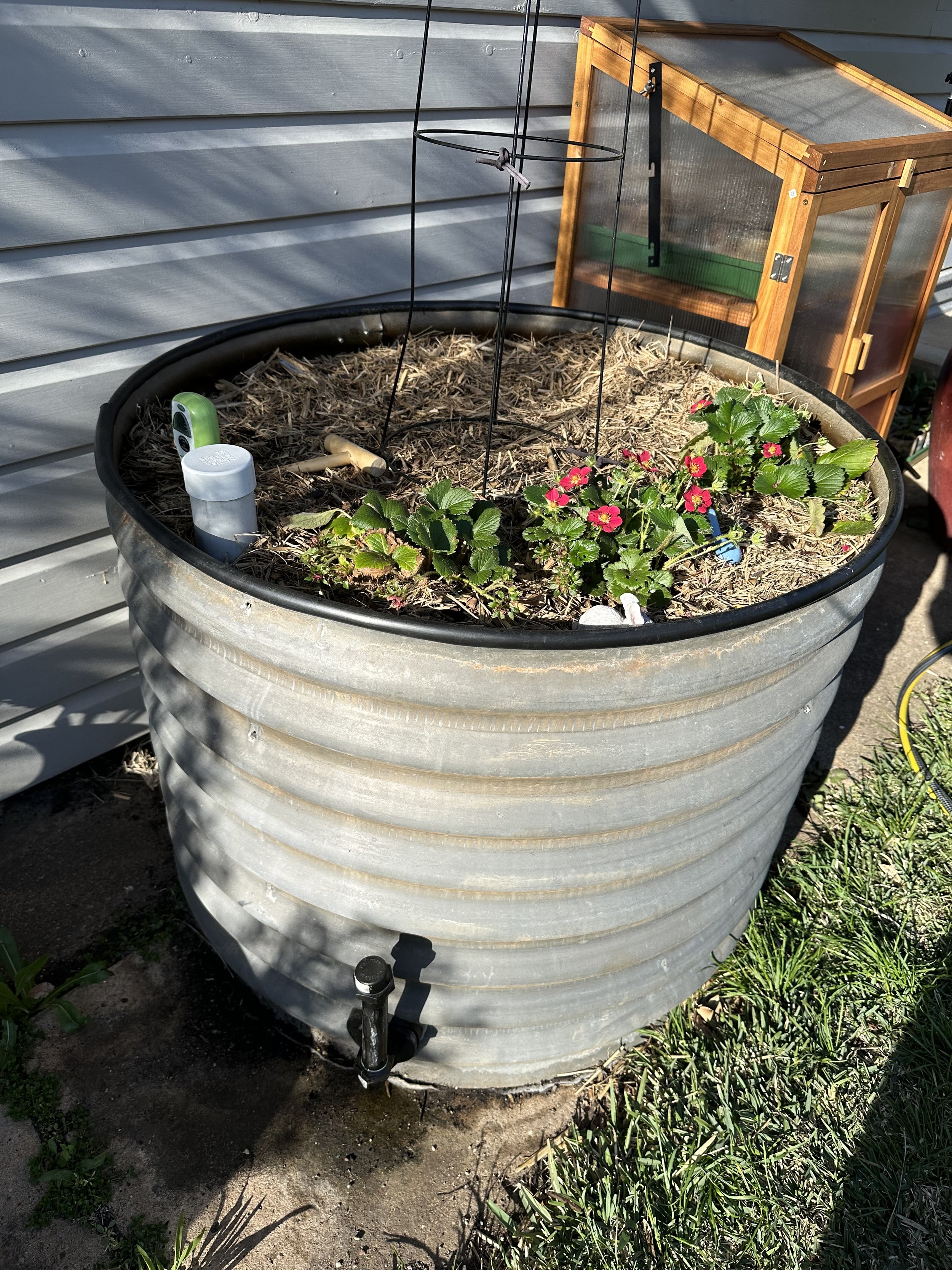 Large gray metal rain barrel used as a garden planter, with blooming pink and red flowers, a garden thermometer, and garden tools, placed next to a house exterior wall and a wooden greenhouse.