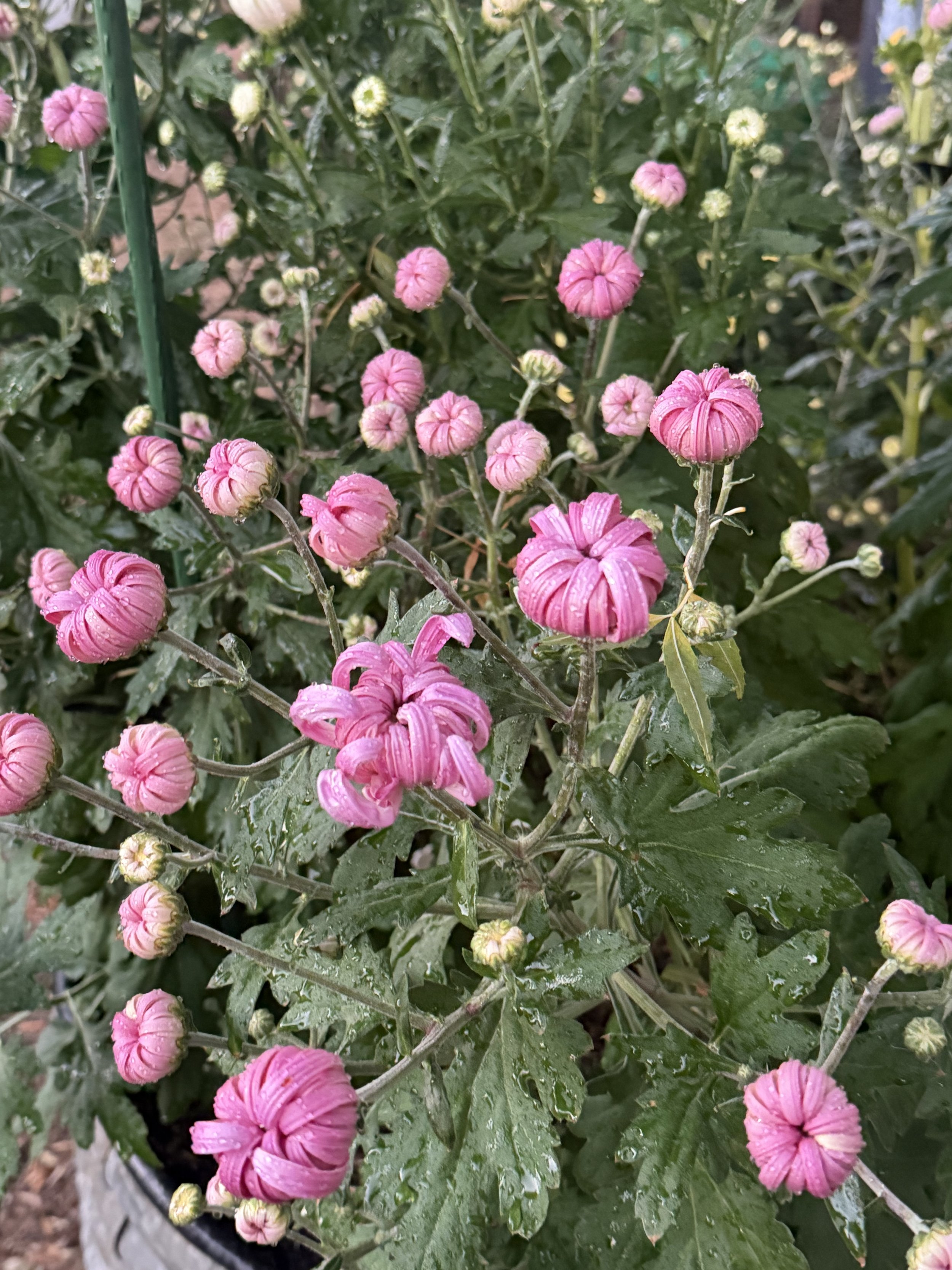 IMG_0695.jpeg