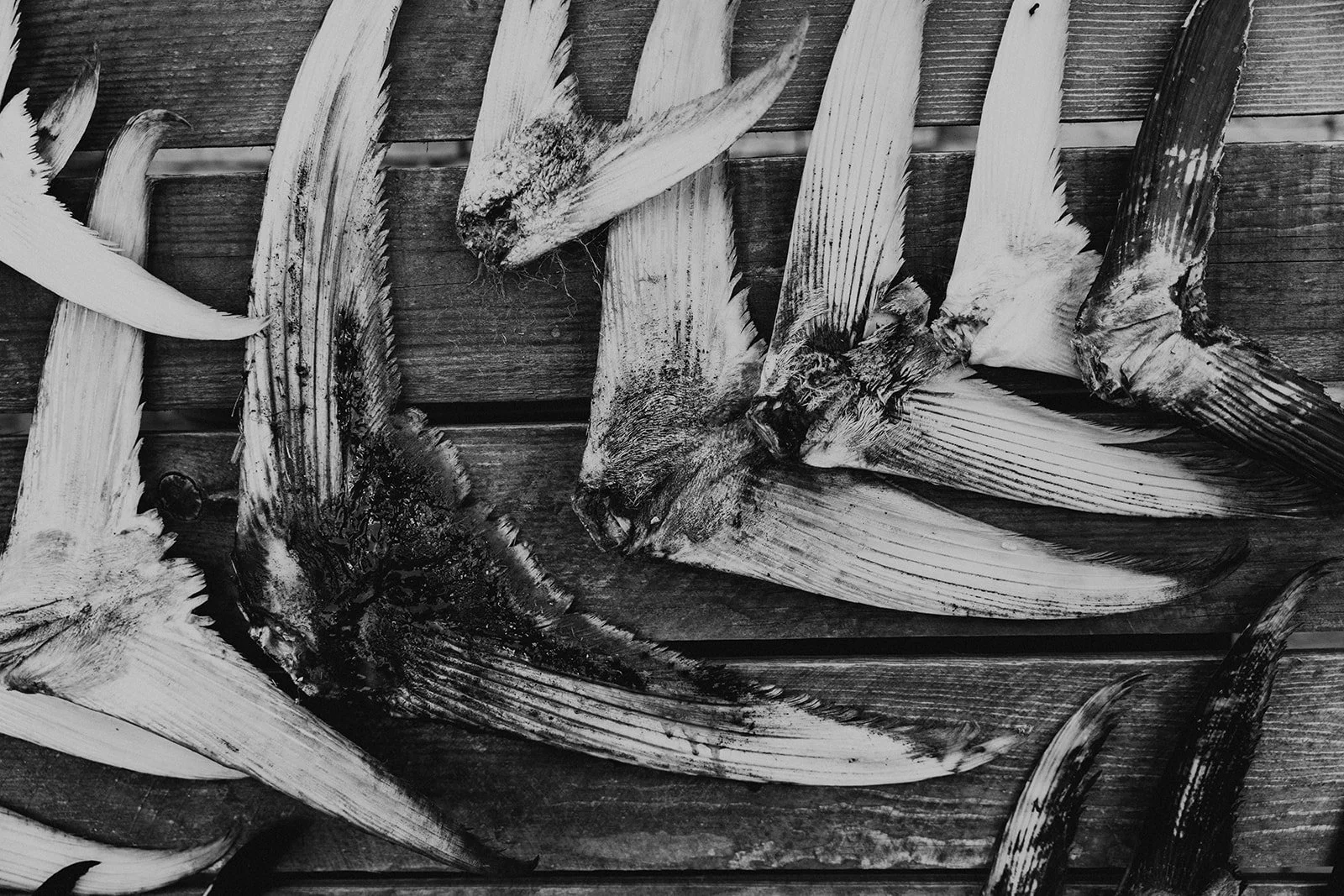 HD Ryan Griffin-04276.jpg