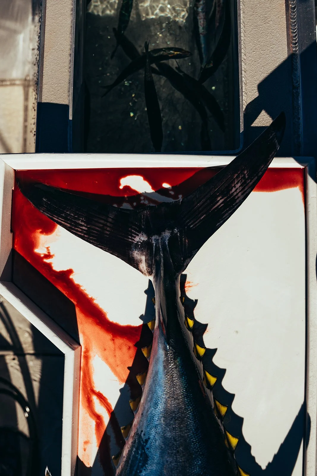 HD Ryan Griffin-04967.jpg