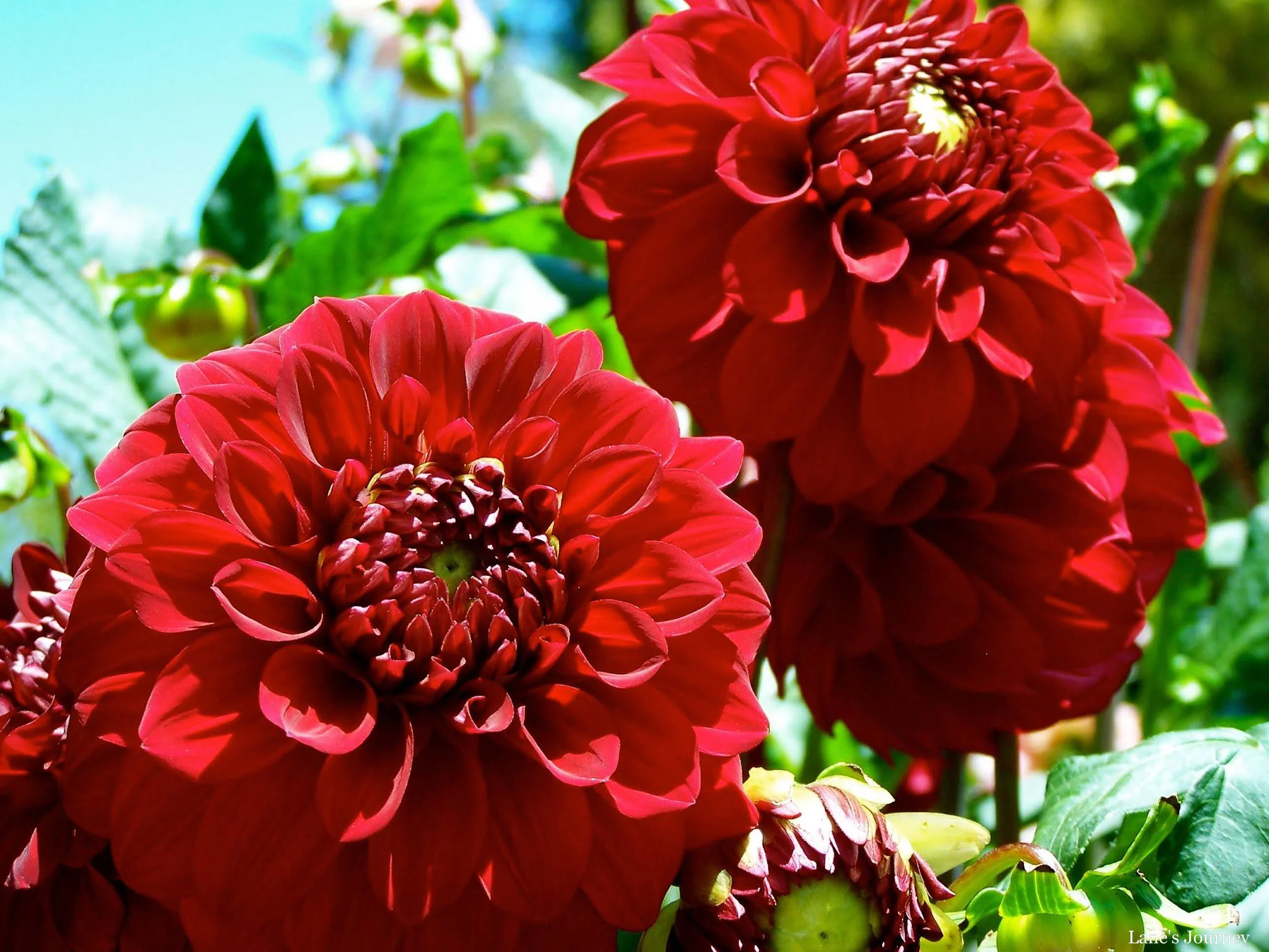 South Coast Botanic Garden