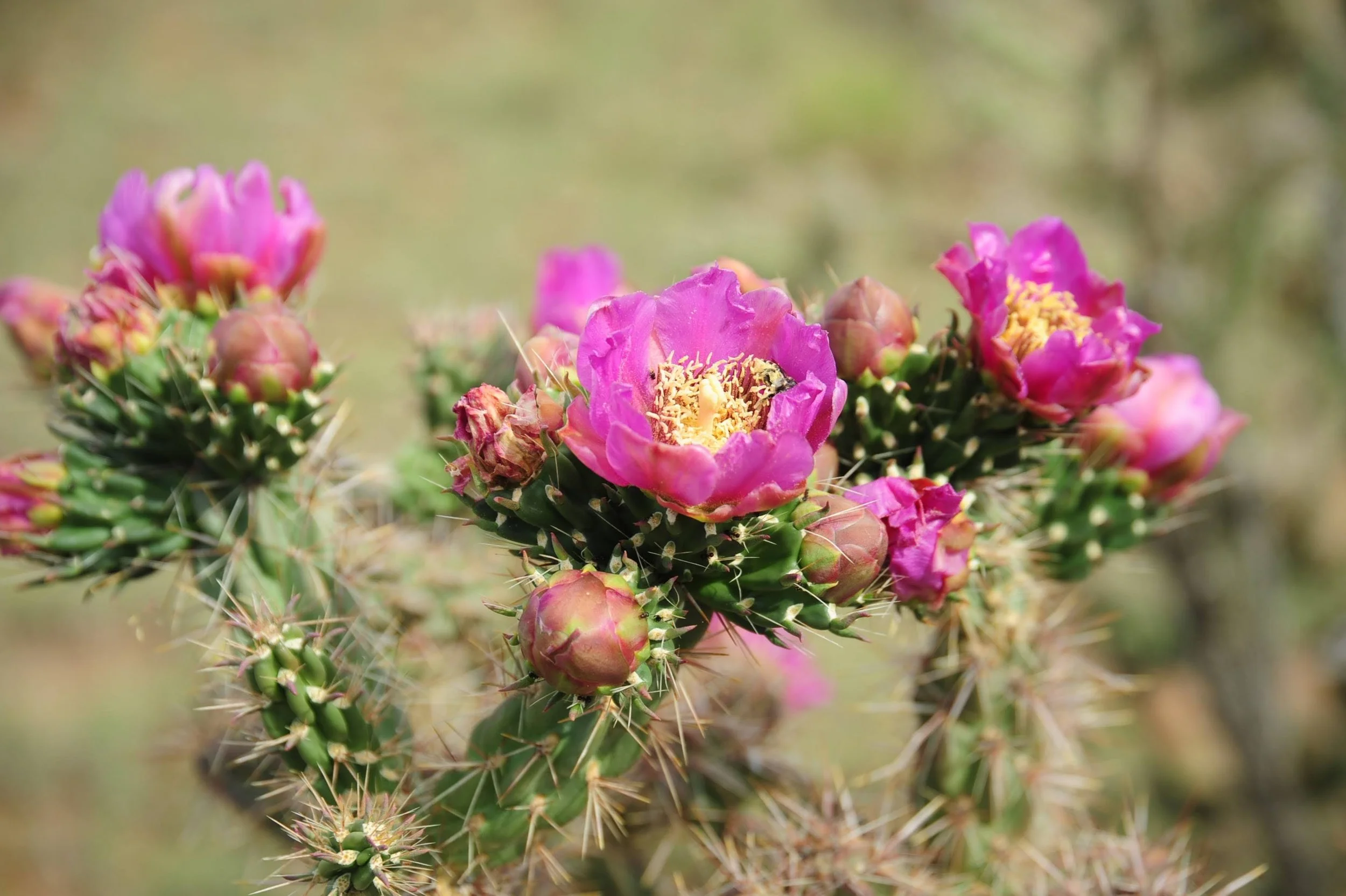 First Year in Santa Fe