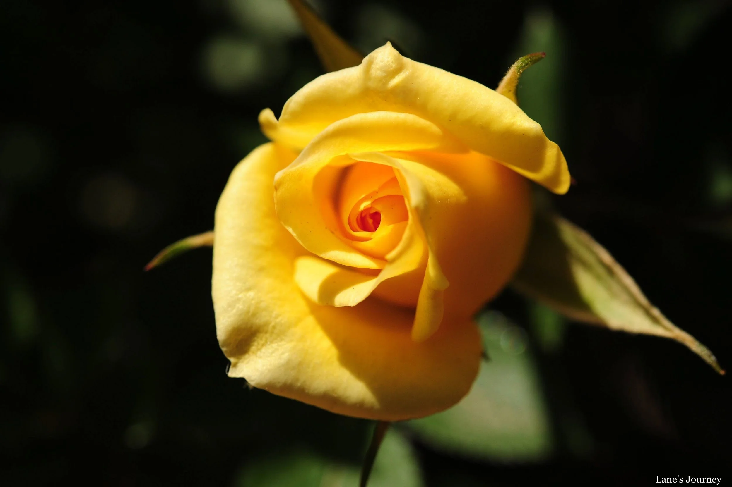 DSC_1598-2.jpg