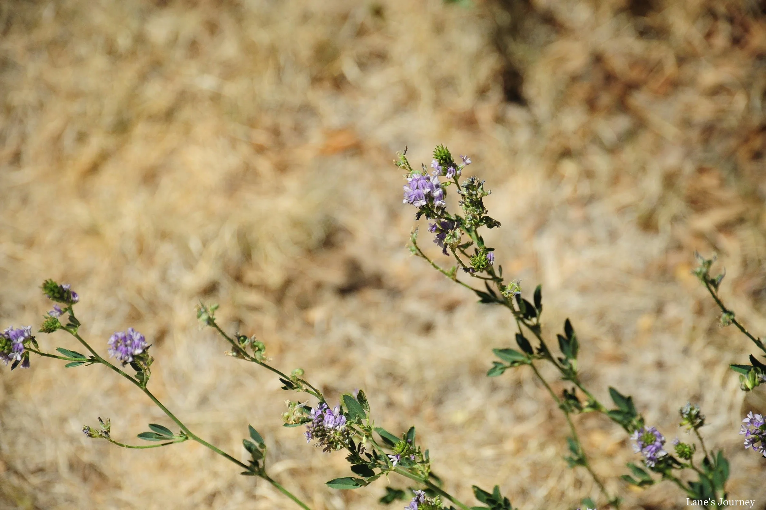 DSC_1713-2.jpg