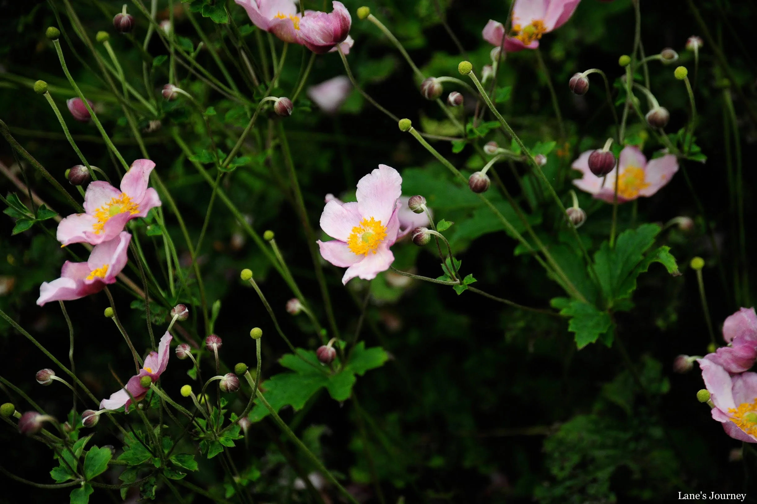 DSC_2169-2.jpg