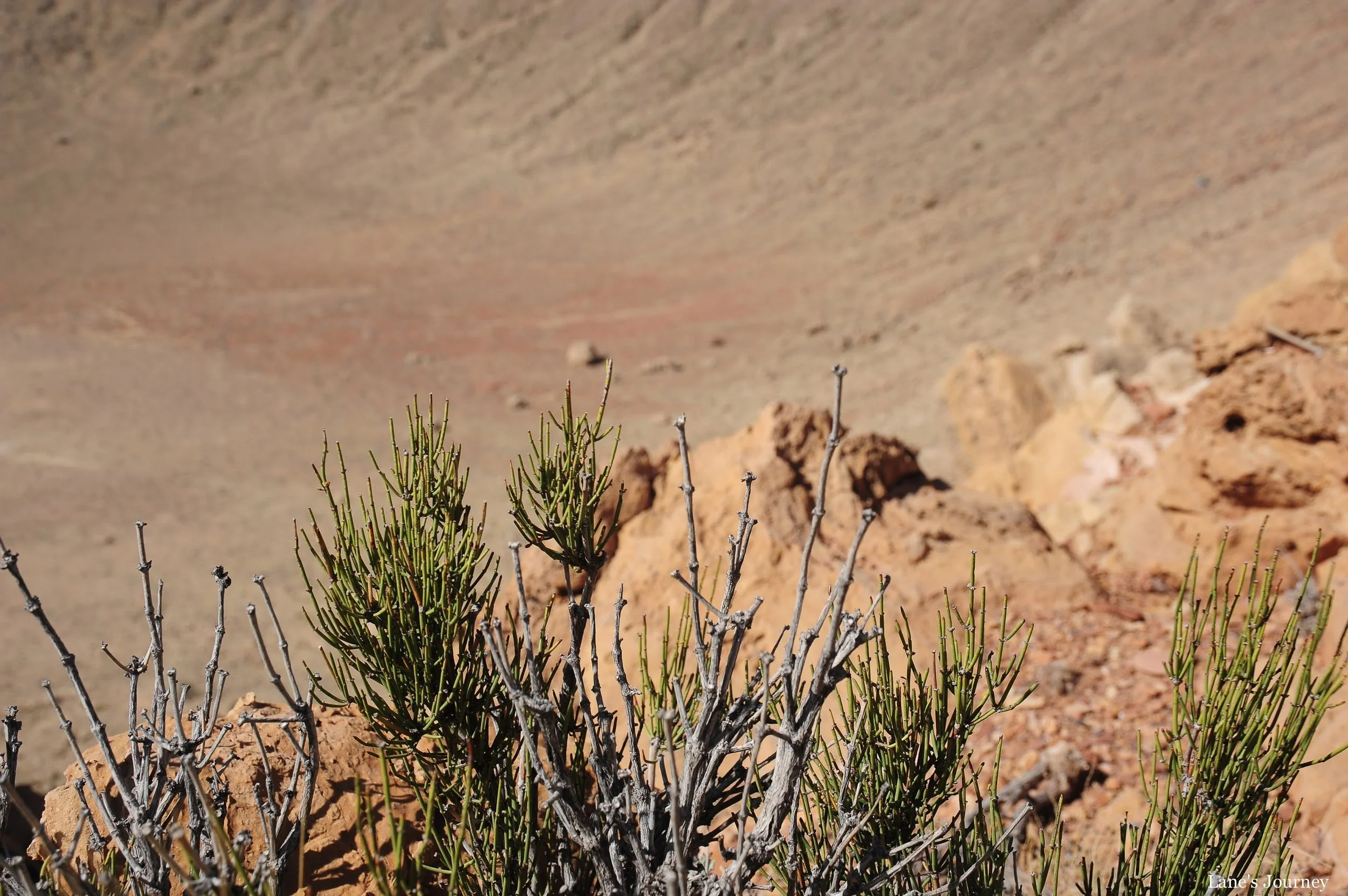 DSC_2657-2.jpg