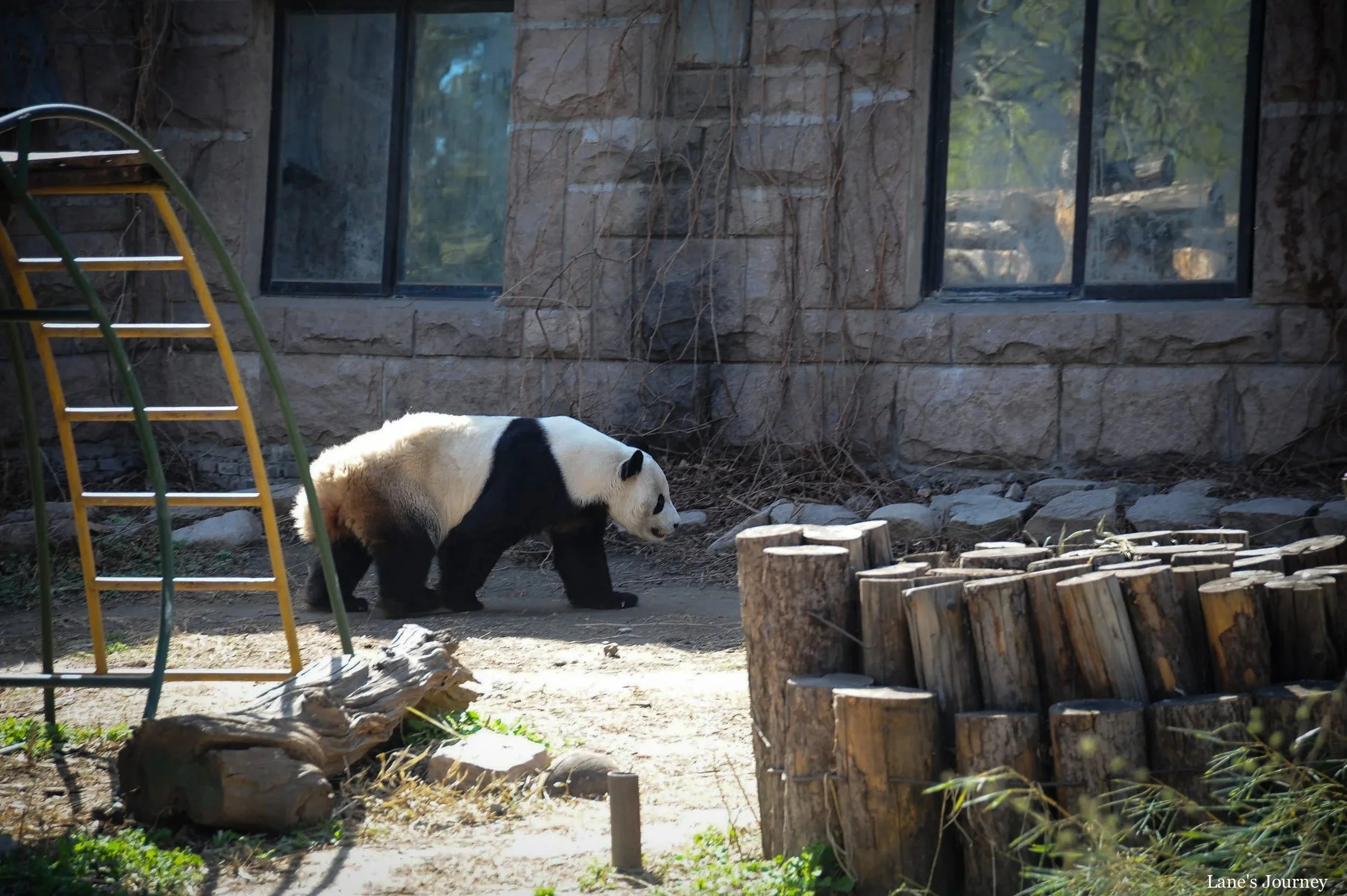 Panda!