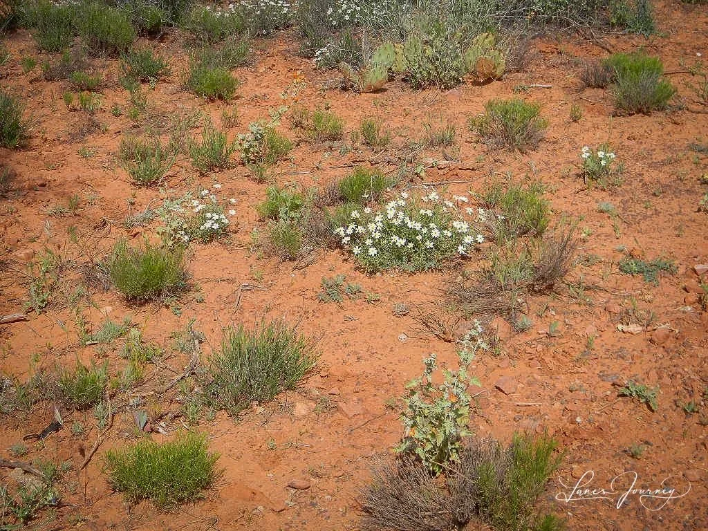 DSCN4742.jpg