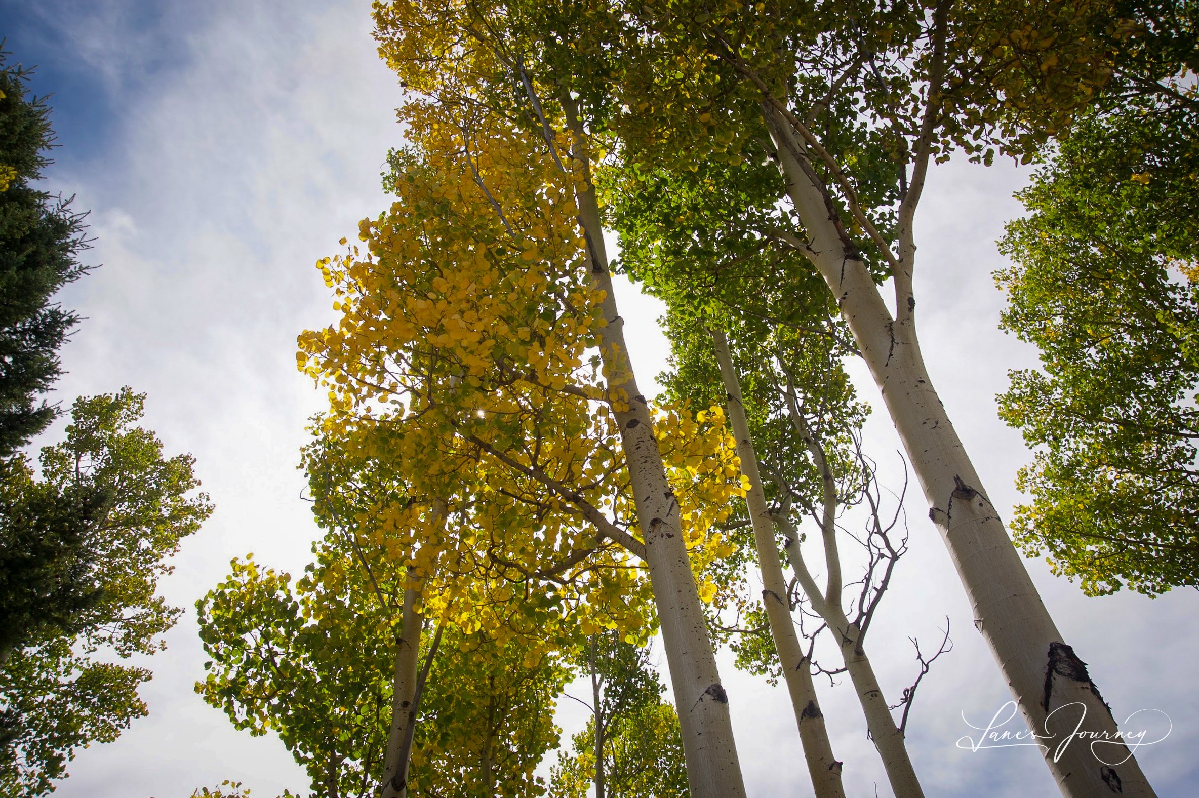 Santa Fe National Forest