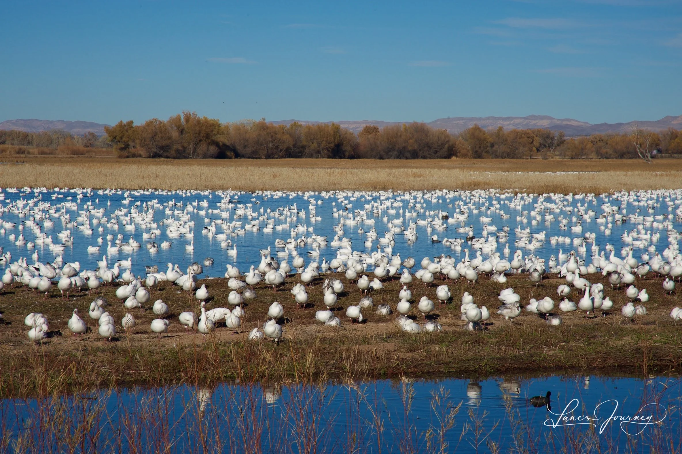 Bosque del Apache National Wildlife Refuge