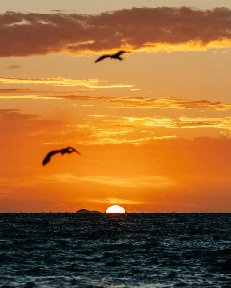 A sunset worth a repost. Fremantle, you&rsquo;re magic.✨🌅
📸 @visitfremantle @fremantlebiennale 
#fremantle #visitfremantle #freochamber #fremantlechamber