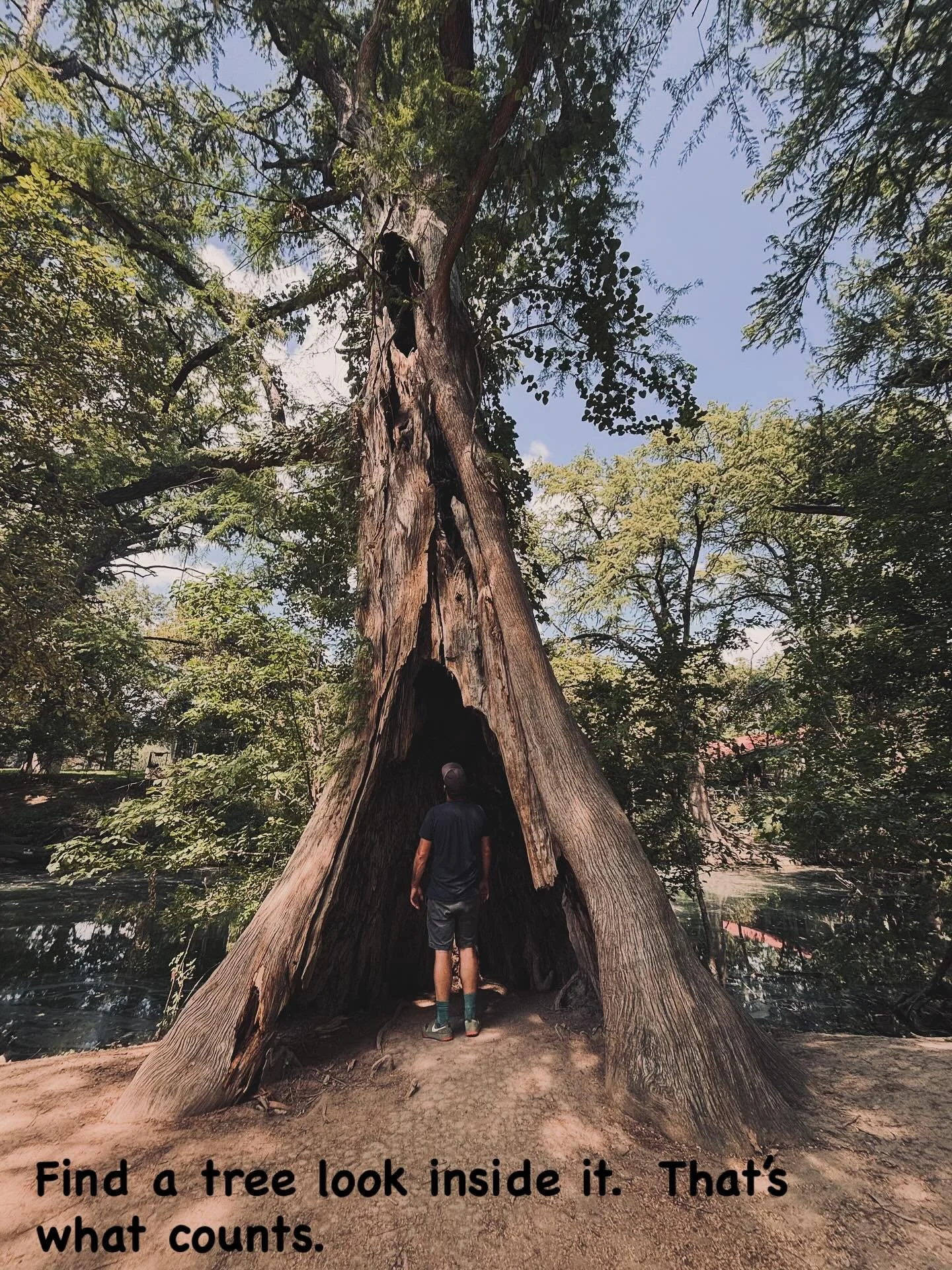 Grateful for the trees.