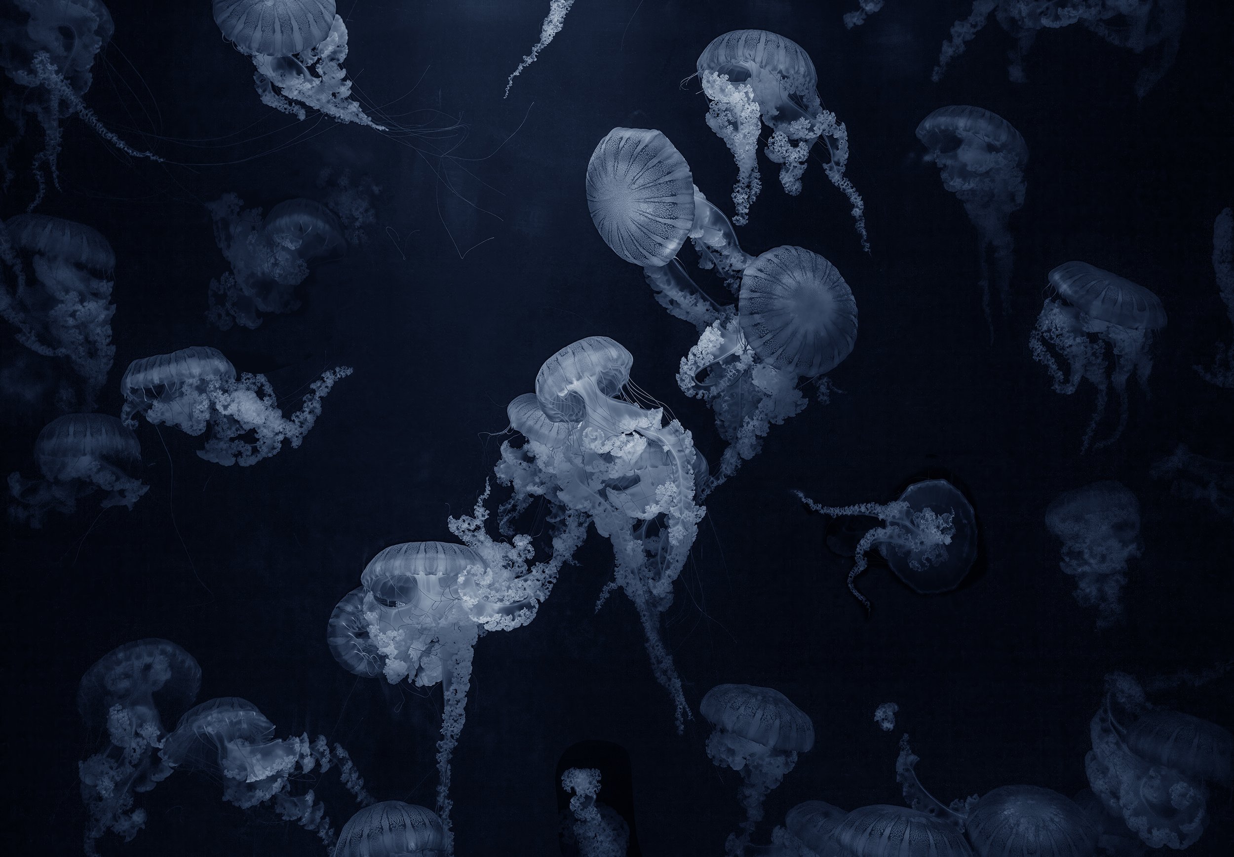 SeaNettleMuralBlue144x100.jpg