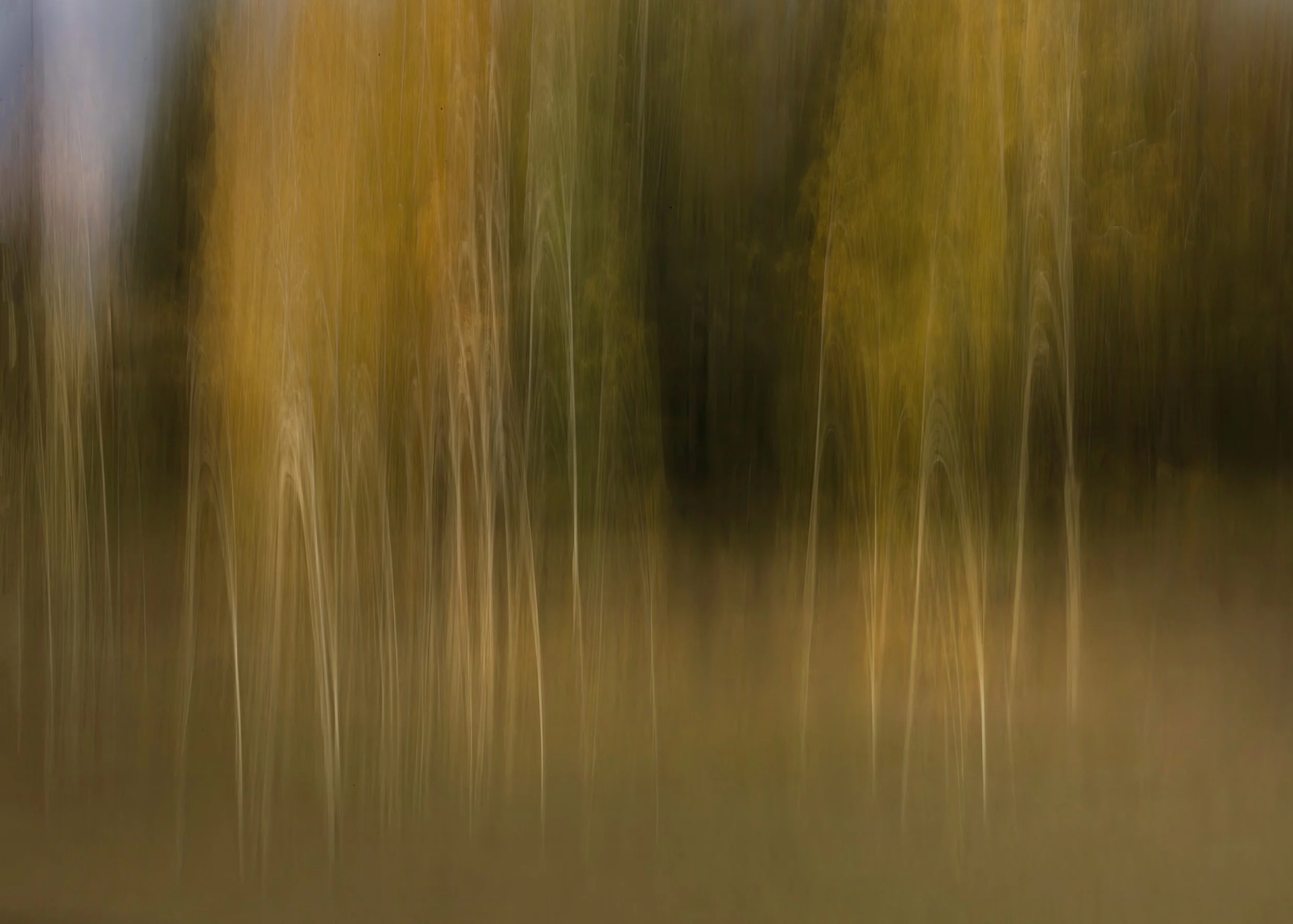 Young Willows in Autumn