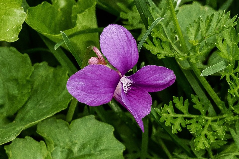 Nature's delicate touch, a symphony of violet and green. The Bird's-foot Violet, a fleeting beauty reminding us to pause and appreciate the small wonders around us. #wildflower #violapedata #naturephotography #backyardfind