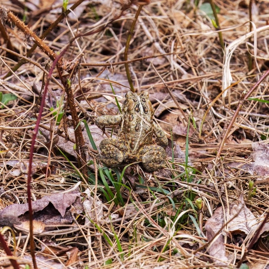 Master of disguise, the American toad blends seamlessly into the forest floor, a tiny king of his camouflage kingdom! #AmericanToad #ToadCamouflage #ForestFloorFauna #AmphibianSpotting #SecretLifeOfToads