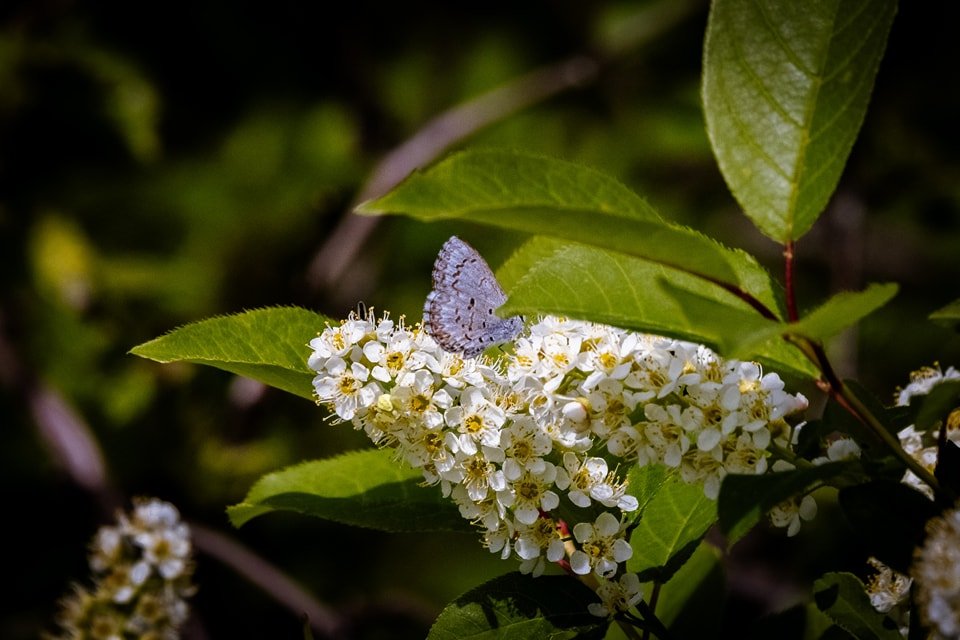 A tiny Spring Azure, a symbol of new beginnings and the fleeting beauty of spring, rests delicately on a cascade of white blossoms. Its intricate wings, a canvas of soft blues and subtle patterns, are a testament to nature's artistry. This ephemeral 
