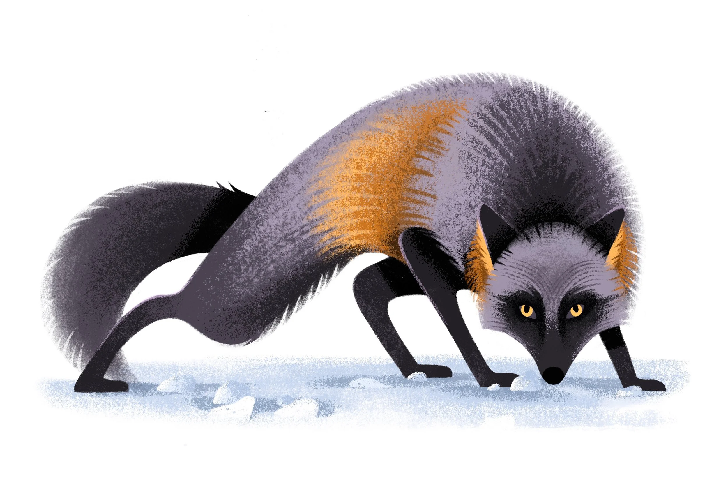 An illustration of a fox with black, gray, and orange fur, crouching on snow, looking forward.