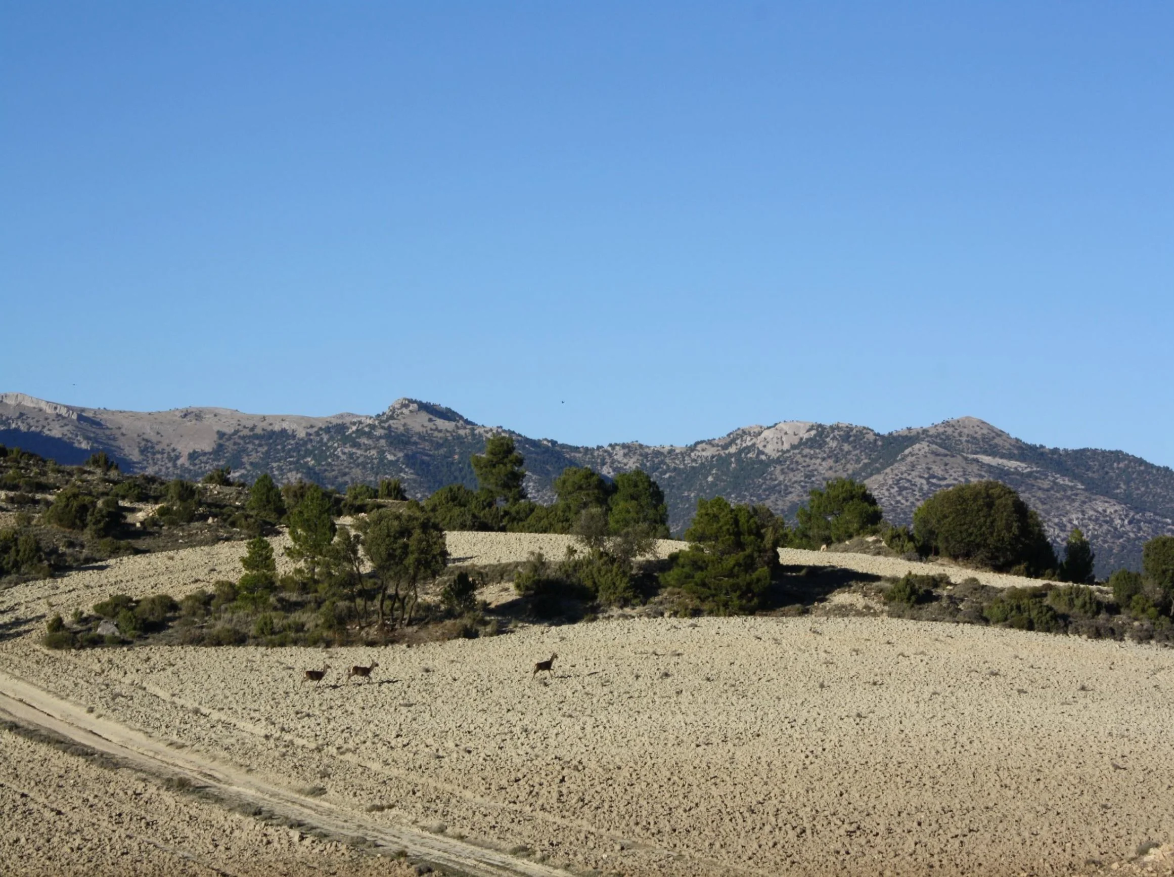 La Cizana_terreno1.jpg