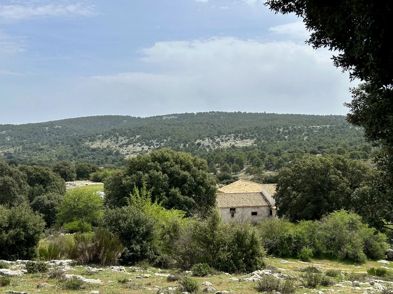 IMG_9658 Large.jpeg